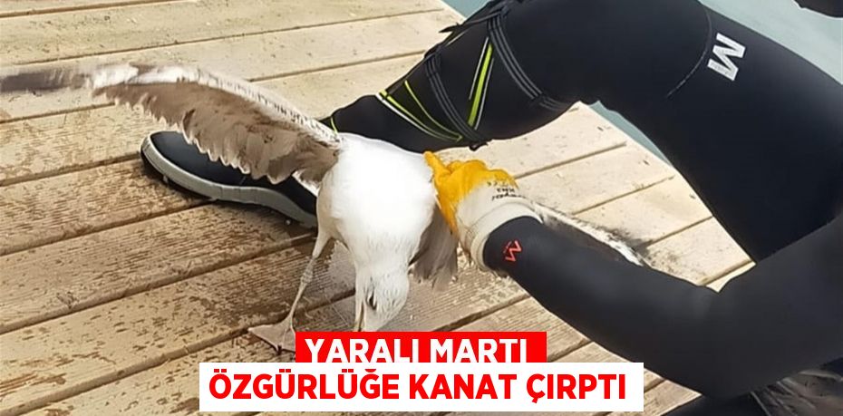 Yaralı martı özgürlüğe kanat çırptı