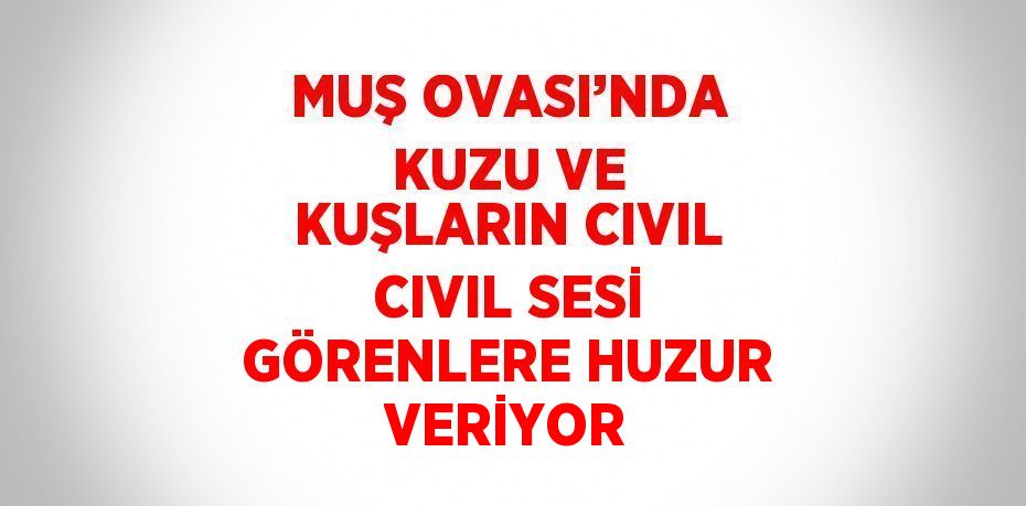 MUŞ OVASI’NDA KUZU VE KUŞLARIN CIVIL CIVIL SESİ GÖRENLERE HUZUR VERİYOR