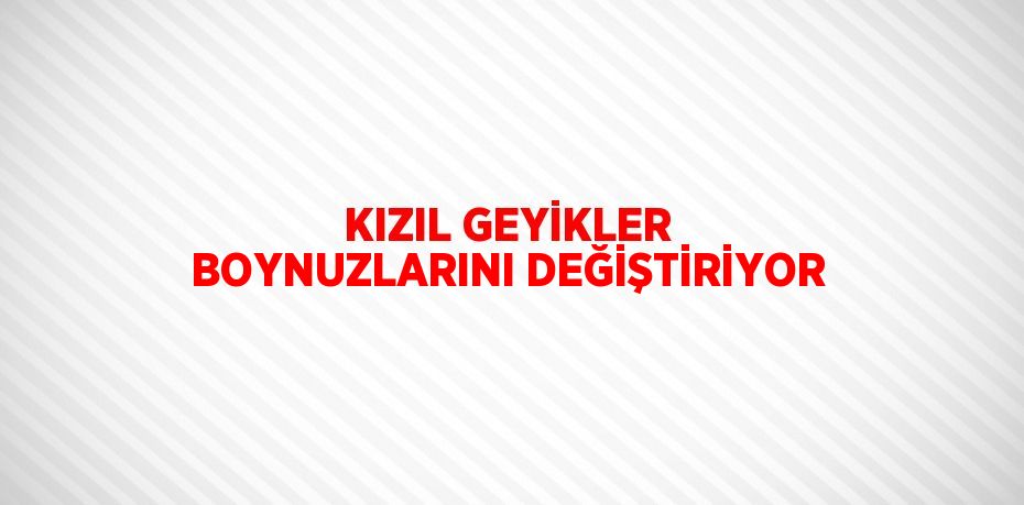 KIZIL GEYİKLER BOYNUZLARINI DEĞİŞTİRİYOR