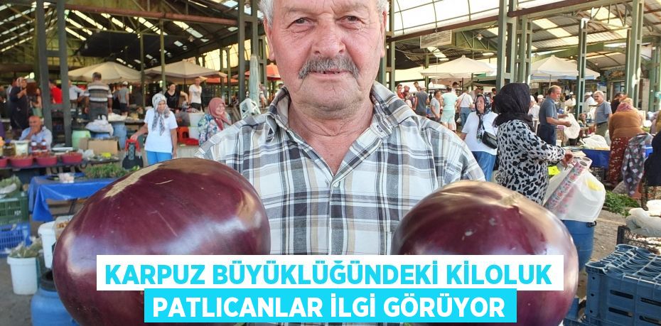Karpuz büyüklüğündeki kiloluk patlıcanlar ilgi görüyor