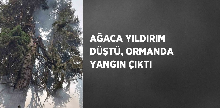 AĞACA YILDIRIM DÜŞTÜ, ORMANDA YANGIN ÇIKTI