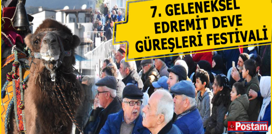 EDREMİT'TEKİ DEVE GÜREŞLERİ FESTİVAL HAVASINDA GEÇTİ
