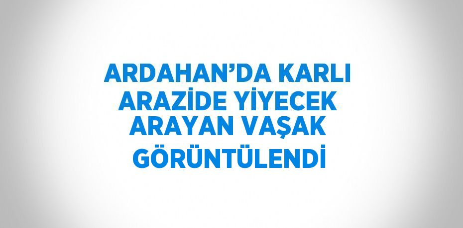 ARDAHAN’DA KARLI ARAZİDE YİYECEK ARAYAN VAŞAK GÖRÜNTÜLENDİ
