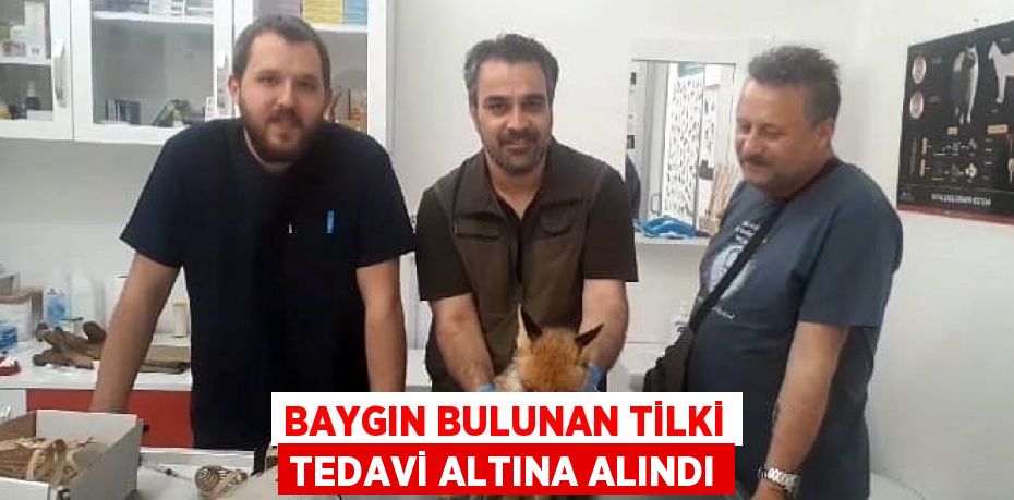 Baygın bulunan tilki tedavi altına alındı