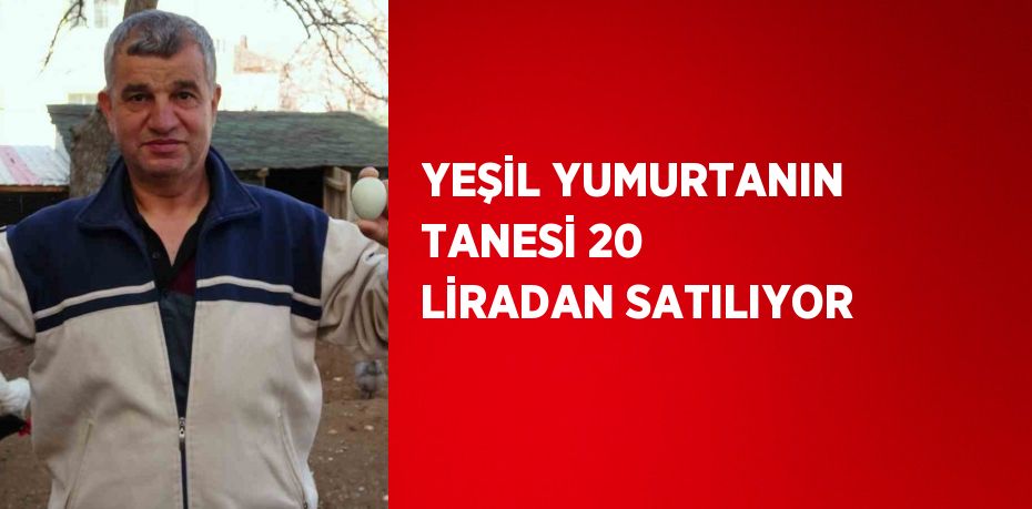 YEŞİL YUMURTANIN TANESİ 20 LİRADAN SATILIYOR