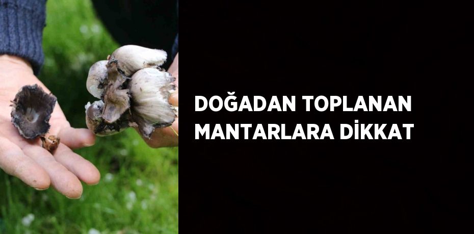 DOĞADAN TOPLANAN MANTARLARA DİKKAT