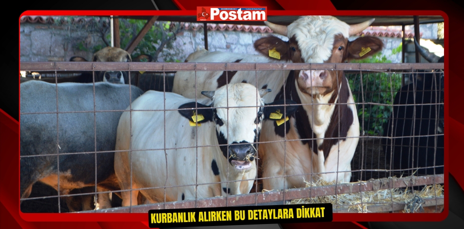 Kurbanlık alırken bu detaylara dikkat