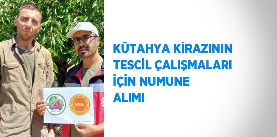 KÜTAHYA KİRAZININ TESCİL ÇALIŞMALARI İÇİN NUMUNE ALIMI