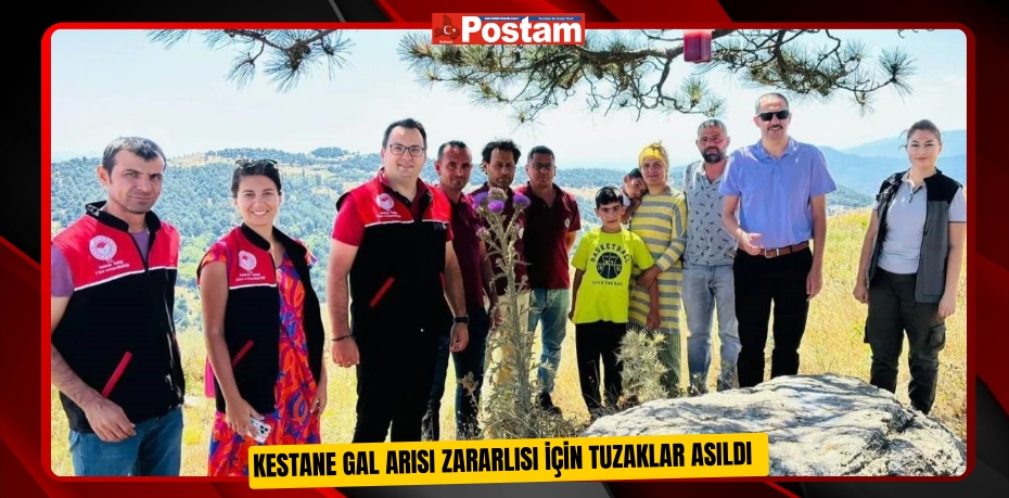 Kestane gal arısı zararlısı için tuzaklar asıldı