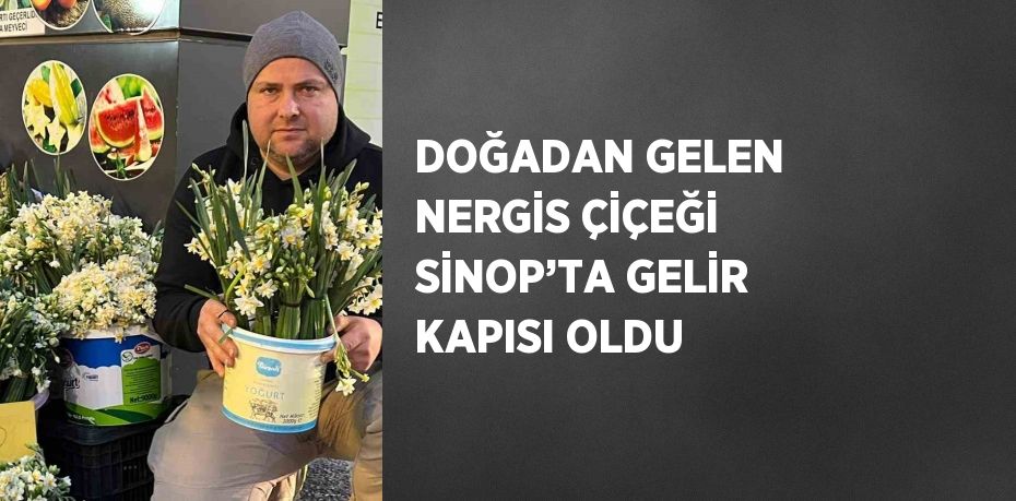 DOĞADAN GELEN NERGİS ÇİÇEĞİ SİNOP’TA GELİR KAPISI OLDU