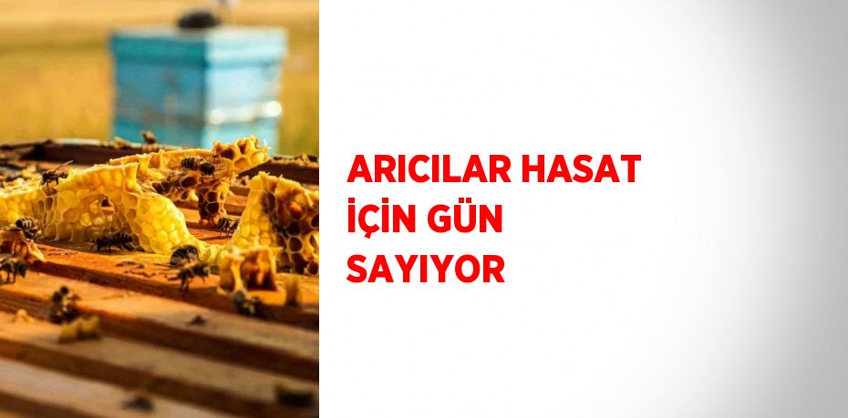 ARICILAR HASAT İÇİN GÜN SAYIYOR