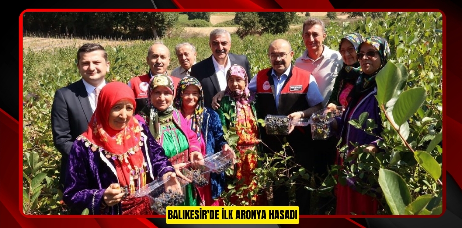 Balıkesir'de ilk aronya hasadı
