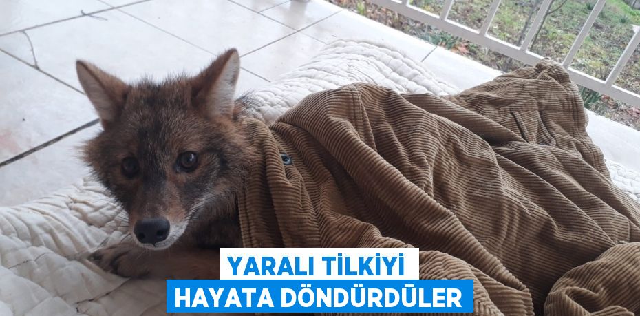 Yaralı tilkiyi hayata döndürdüler