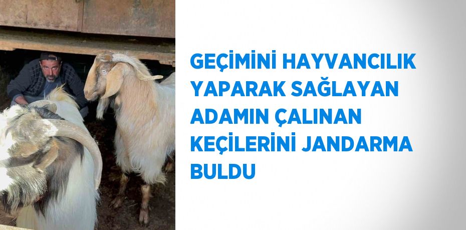 GEÇİMİNİ HAYVANCILIK YAPARAK SAĞLAYAN ADAMIN ÇALINAN KEÇİLERİNİ JANDARMA BULDU