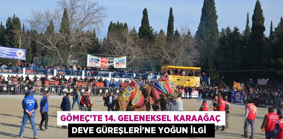 Gömeç’te 14. Geleneksel Karaağaç Deve Güreşleri’ne yoğun ilgi