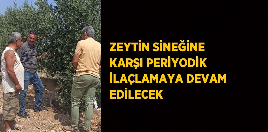 ZEYTİN SİNEĞİNE KARŞI PERİYODİK İLAÇLAMAYA DEVAM EDİLECEK