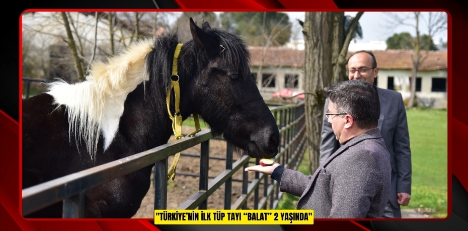 TÜRKİYE’NİN İLK TÜP TAYI “BALAT” 2 YAŞINDA