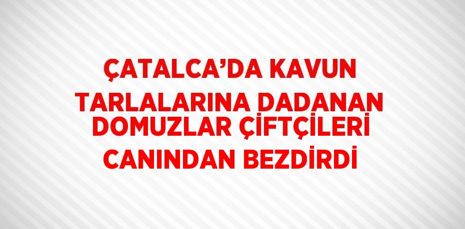 ÇATALCA’DA KAVUN TARLALARINA DADANAN DOMUZLAR ÇİFTÇİLERİ CANINDAN BEZDİRDİ
