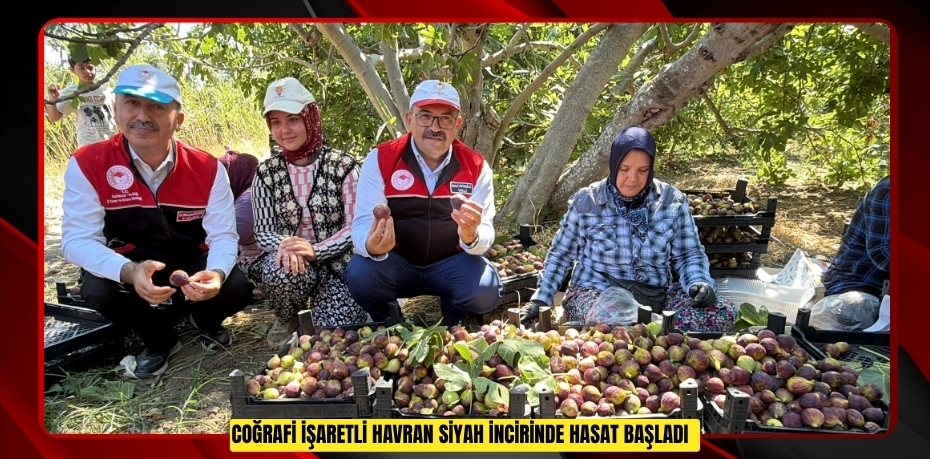 Coğrafi işaretli Havran siyah incirinde hasat başladı
