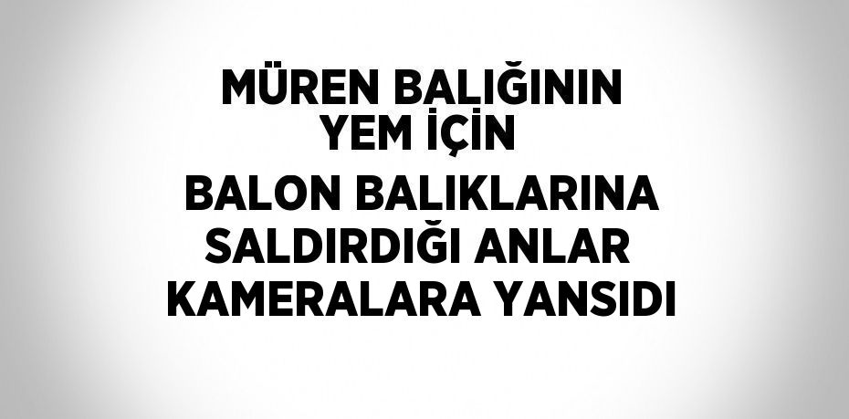 MÜREN BALIĞININ YEM İÇİN BALON BALIKLARINA SALDIRDIĞI ANLAR KAMERALARA YANSIDI