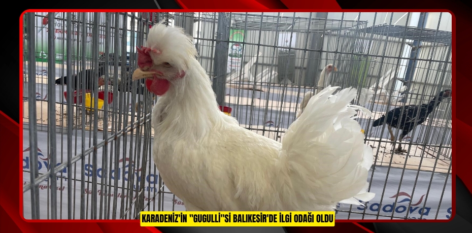 Karadeniz'in "Gugulli"si Balıkesir'de ilgi odağı oldu