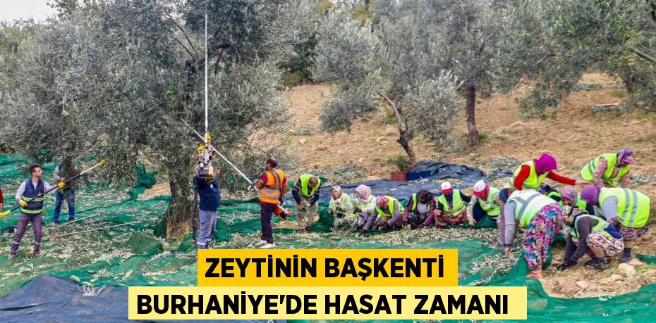 Zeytinin başkenti Burhaniye’de hasat zamanı