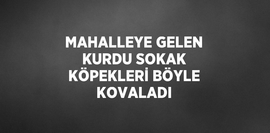 MAHALLEYE GELEN KURDU SOKAK KÖPEKLERİ BÖYLE KOVALADI