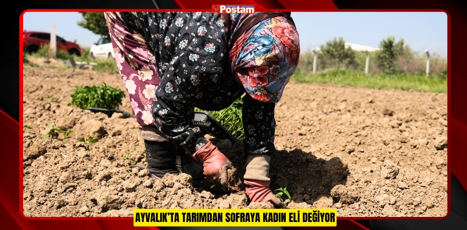 AYVALIK’TA TARIMDAN SOFRAYA KADIN ELİ DEĞİYOR