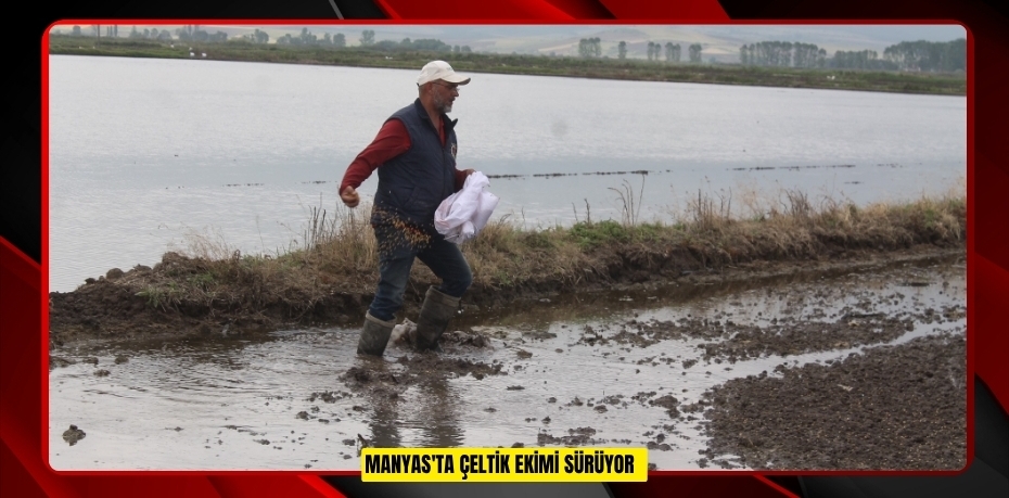 Manyas'ta çeltik ekimi sürüyor