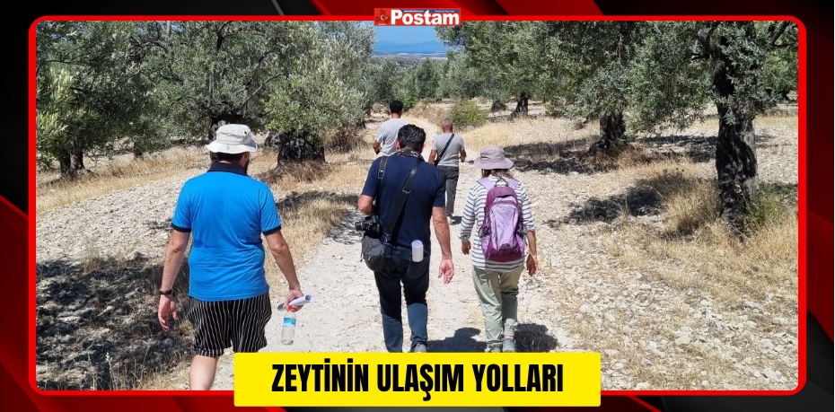 ZEYTİNİN ULAŞIM YOLLARI