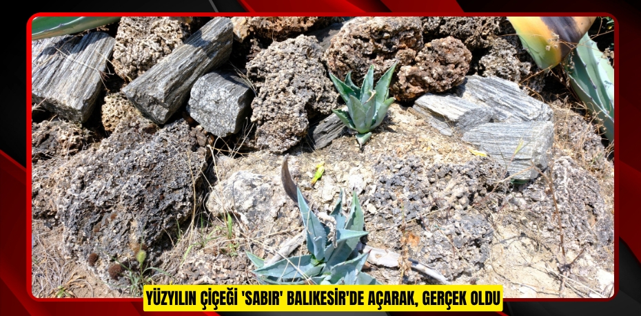 Yüzyılın çiçeği 'Sabır' Balıkesir'de açarak, gerçek oldu  