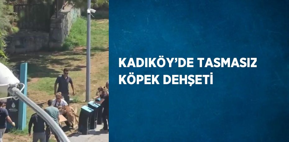 KADIKÖY’DE TASMASIZ KÖPEK DEHŞETİ