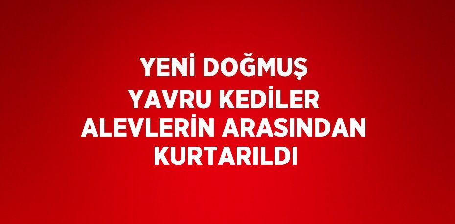 YENİ DOĞMUŞ YAVRU KEDİLER ALEVLERİN ARASINDAN KURTARILDI