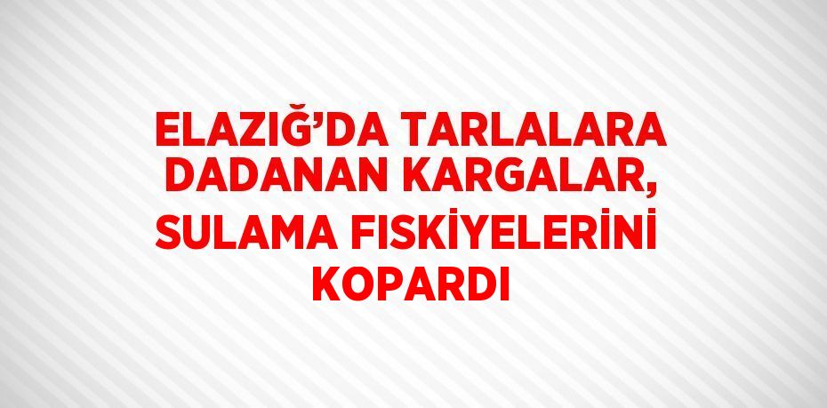 ELAZIĞ’DA TARLALARA DADANAN KARGALAR, SULAMA FISKİYELERİNİ KOPARDI