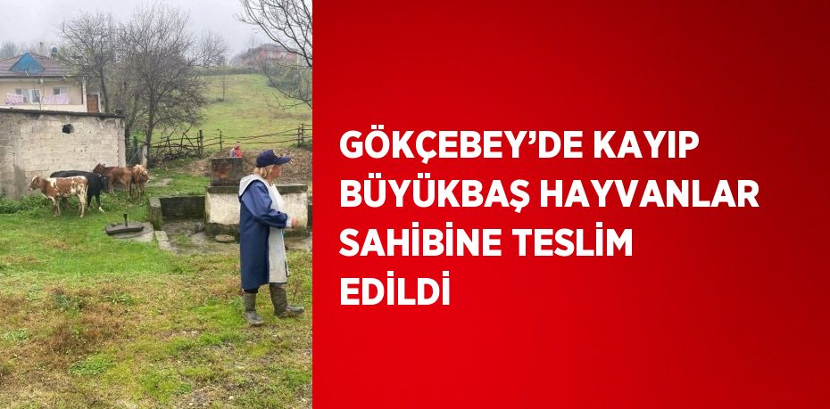 GÖKÇEBEY’DE KAYIP BÜYÜKBAŞ HAYVANLAR SAHİBİNE TESLİM EDİLDİ