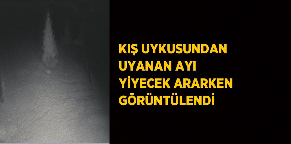 KIŞ UYKUSUNDAN UYANAN AYI YİYECEK ARARKEN GÖRÜNTÜLENDİ