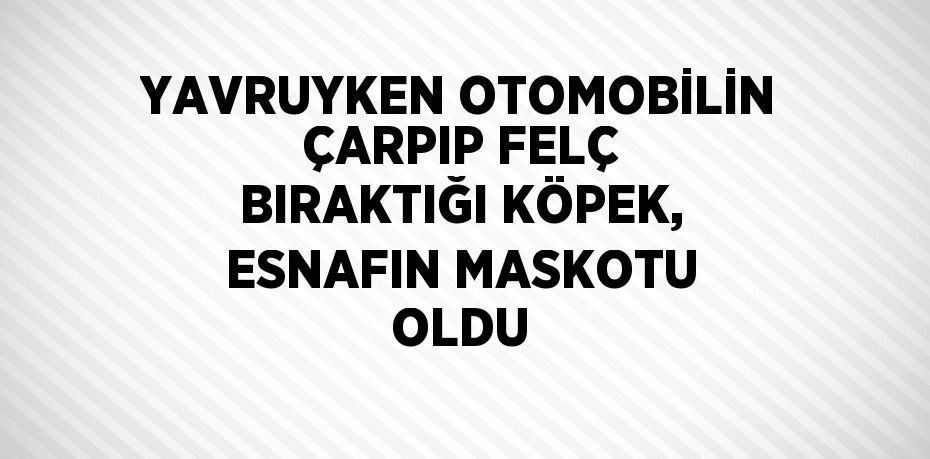 YAVRUYKEN OTOMOBİLİN ÇARPIP FELÇ BIRAKTIĞI KÖPEK, ESNAFIN MASKOTU OLDU