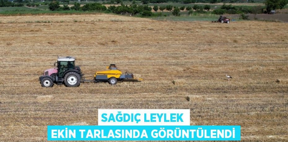 Sağdıç Leylek ekin tarlasında görüntülendi