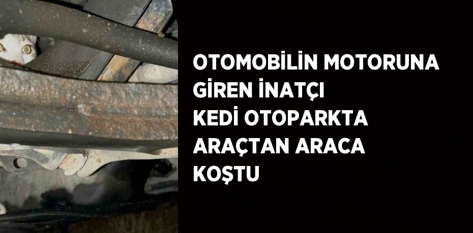 OTOMOBİLİN MOTORUNA GİREN İNATÇI KEDİ OTOPARKTA ARAÇTAN ARACA KOŞTU