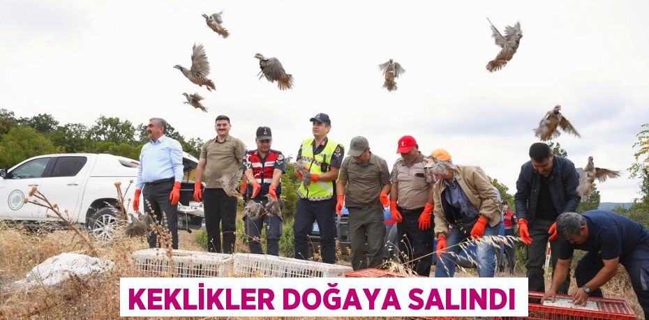 Keklikler doğaya salındı