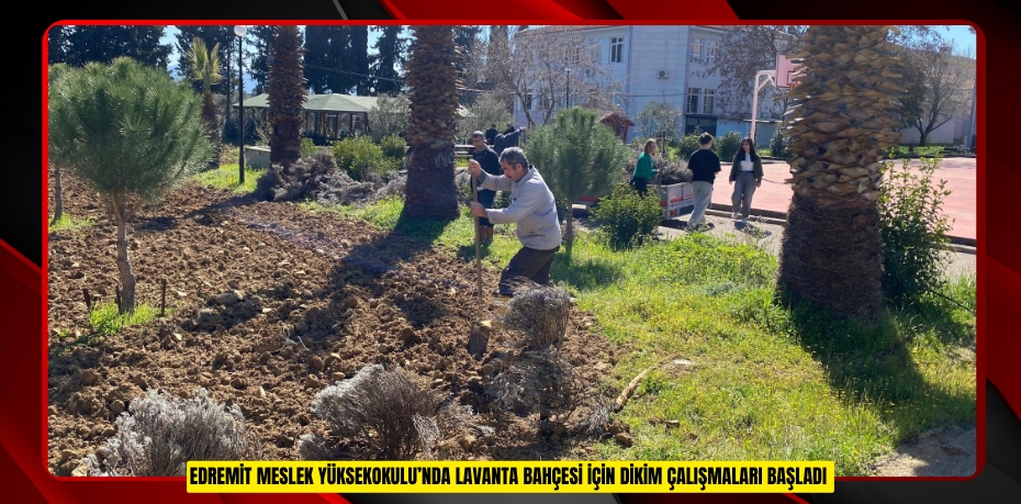 Edremit Meslek Yüksekokulu’nda lavanta bahçesi için dikim çalışmaları başladı