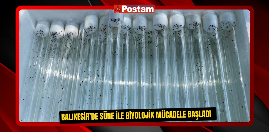 Balıkesir’de süne ile biyolojik mücadele başladı
