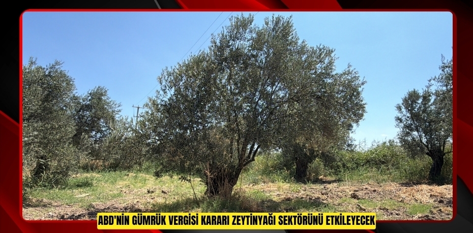 ABD'nin gümrük vergisi kararı zeytinyağı sektörünü etkileyecek...