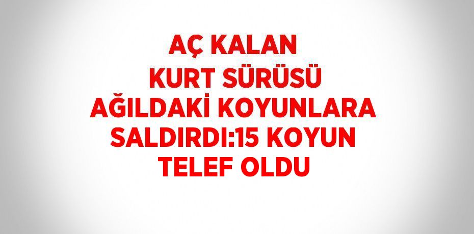 AÇ KALAN KURT SÜRÜSÜ AĞILDAKİ KOYUNLARA SALDIRDI:15 KOYUN TELEF OLDU