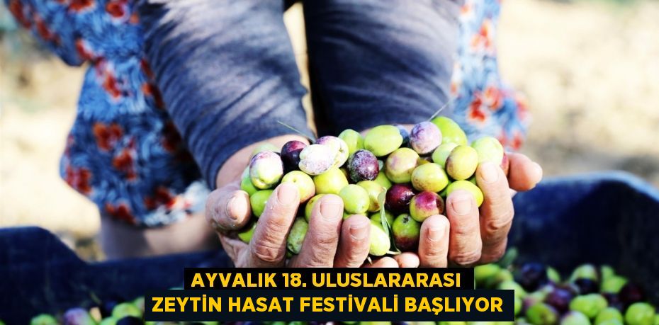 AYVALIK 18. ULUSLARARASI ZEYTİN HASAT FESTİVALİ BAŞLIYOR