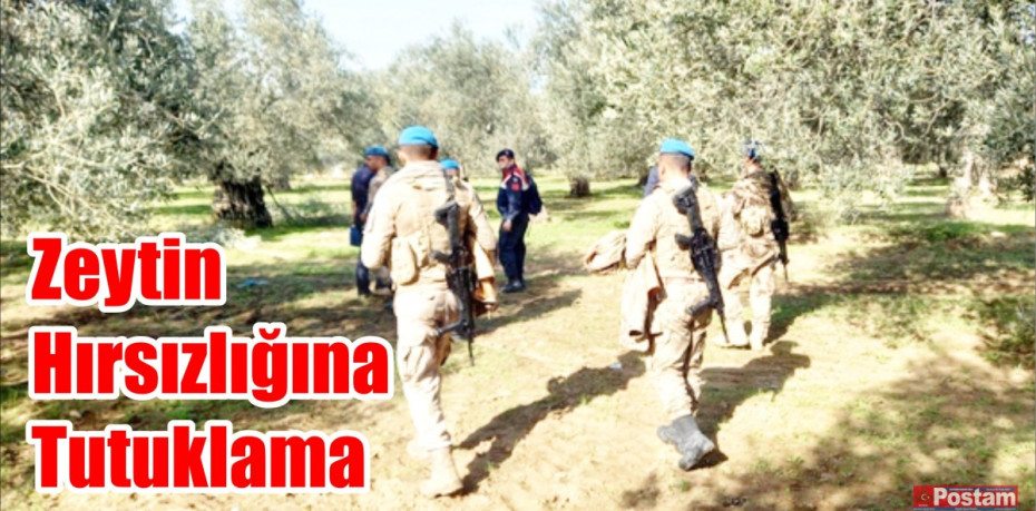 Zeytin Hırsızlığına Tutuklama