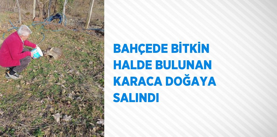 BAHÇEDE BİTKİN HALDE BULUNAN KARACA DOĞAYA SALINDI