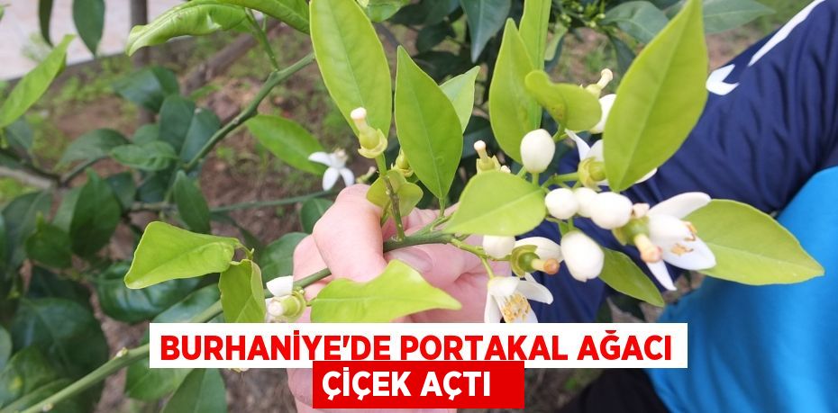 Burhaniye’de portakal ağacı çiçek açtı  