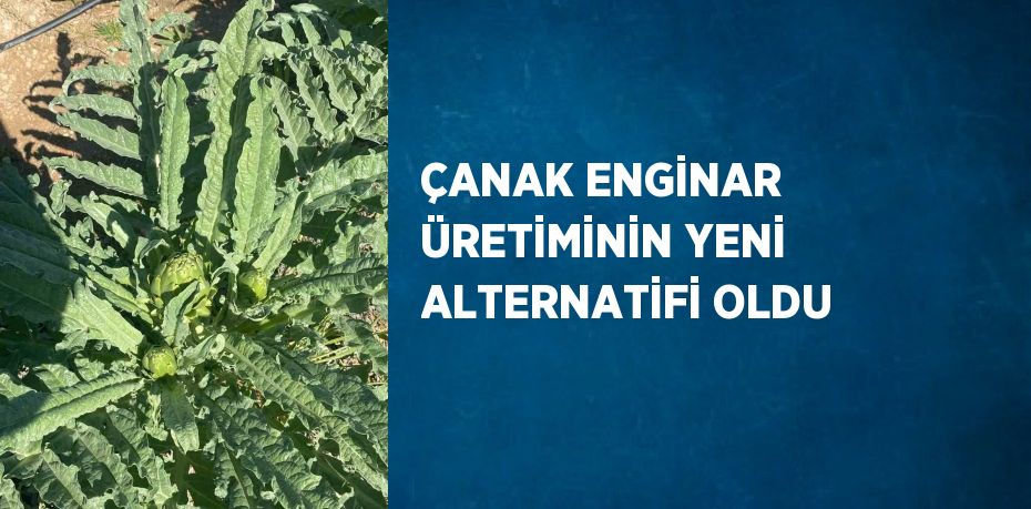 ÇANAK ENGİNAR ÜRETİMİNİN YENİ ALTERNATİFİ OLDU