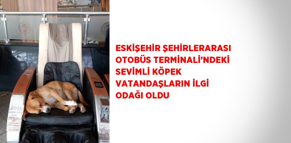 ESKİŞEHİR ŞEHİRLERARASI OTOBÜS TERMİNALİ’NDEKİ SEVİMLİ KÖPEK VATANDAŞLARIN İLGİ ODAĞI OLDU